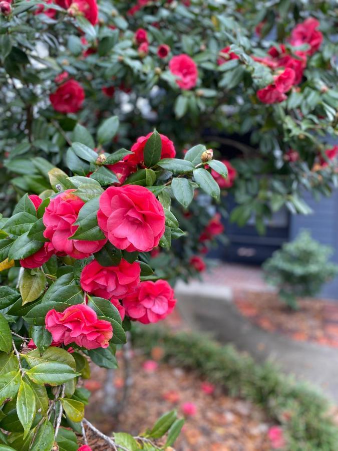 Carriage House 2 Bdrm At Camellia Cottages In Historic Summerville, Sc Eksteriør bilde